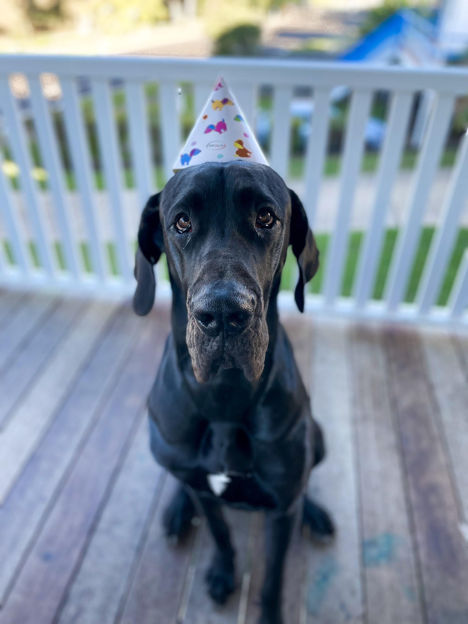 Meet Daisy, the new Face of The Pooch